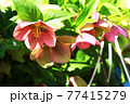こぼれ種で増えたクリスマスローズの花 77415279