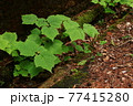 ウリハダカエデの幼木 77415280
