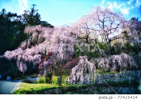 広島・五日市・神原のしだれ桜 77415414