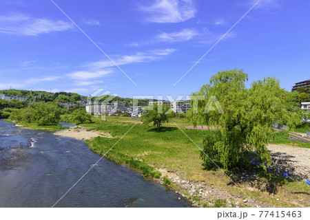 新緑の杜の都 仙台 広瀬川 新緑の杜の都 仙台 広瀬川 77415463