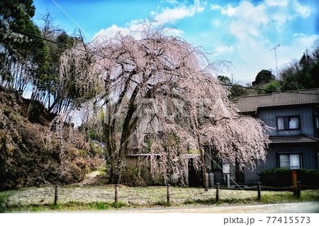 広島・廿日市・あじな桜 77415573