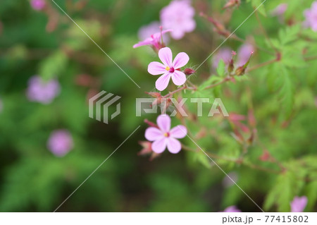 ヒメフウロのアップ【緑・花背景】 77415802