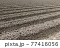 耕された畑の畝 77416056