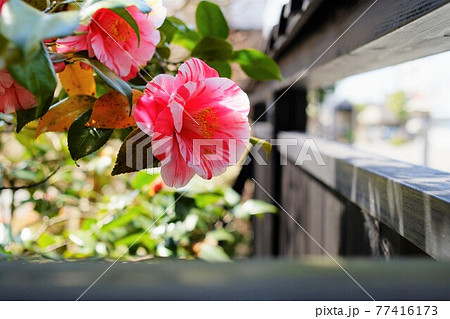 板塀から覗く椿の花 77416173