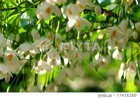 エゴノキの花 エゴノキの花 77416260