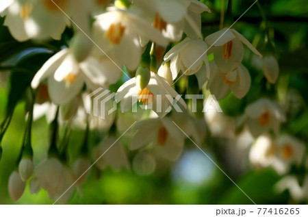 エゴノキの花 エゴノキの花 77416265