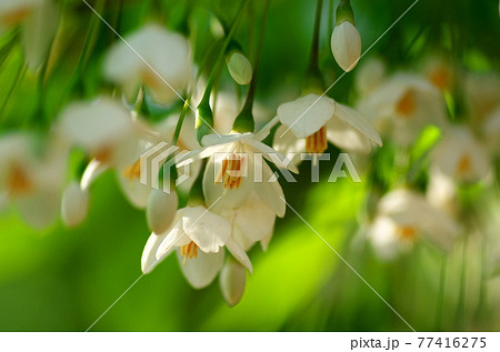 エゴノキの花 77416275