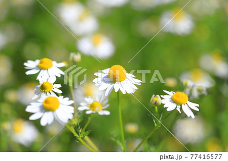 可憐なカモミールの花(ジャーマンカモミール) 可憐なカモミールの花(ジャーマンカモミール) 77416577