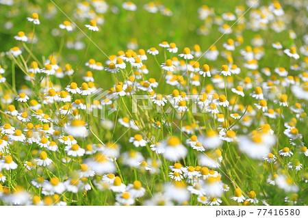 可憐なカモミールの花(ジャーマンカモミール) 可憐なカモミールの花(ジャーマンカモミール) 77416580