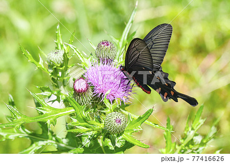 アザミの花にジャコウアゲハ 77416626