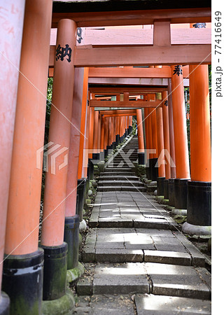 伏見稲荷大社　千本鳥居 77416649