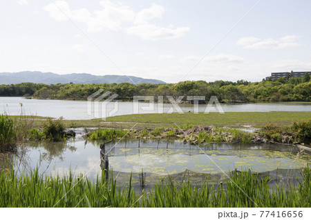 兵庫県伊丹市昆陽池の湿地 77416656