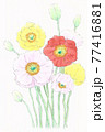 ポピー　ひなげし　軽やか　春　花畑 77416881