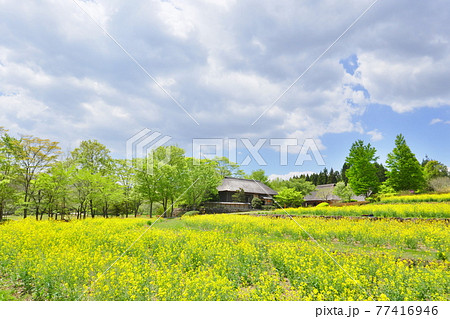 新緑と菜の花畑 新緑と菜の花畑 77416946