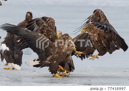 風蓮湖　冬景色 77416997