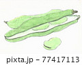 ソラマメ　そら豆　やさい 77417113
