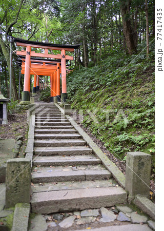 伏見稲荷大社　稲荷山　千本鳥居 77417435