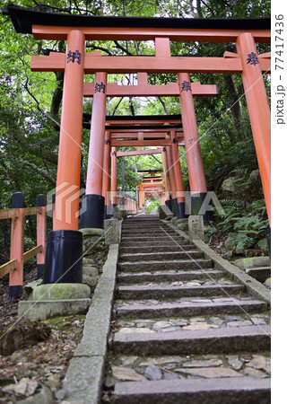 伏見稲荷大社　稲荷山　千本鳥居 77417436