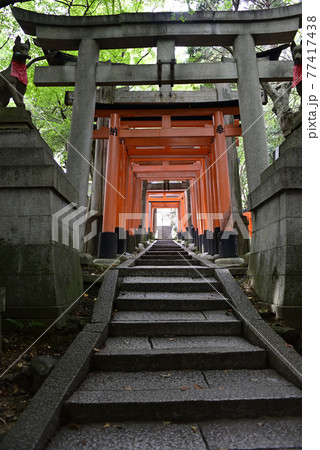 伏見稲荷大社　稲荷山　千本鳥居 77417438