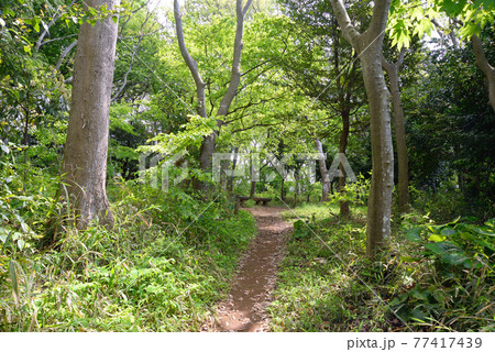新緑の、千葉県船橋市、八木が谷の森緑地 77417439