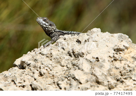 a gray lizard sits on a large sun-warmed stone on the shores of the Mediterranean Sea and bask in the sun 77417495