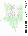 あじさい　紫陽花　初夏　薄紫色 77417535