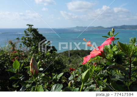 コバルトブルーの海と青い空を背景に、石垣島に咲くハイビスカス 77417594