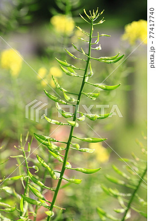 アブラナの花と種子  77417740