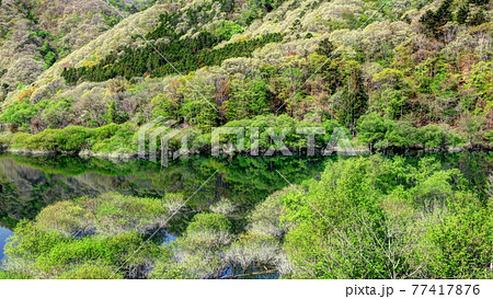 新緑の五十里湖 77417876