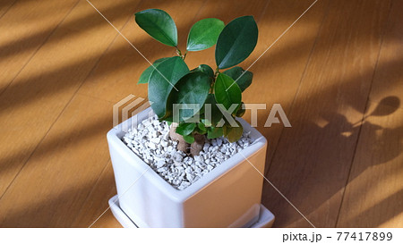 家庭に置いてあるかじゅまるの木の写真素材