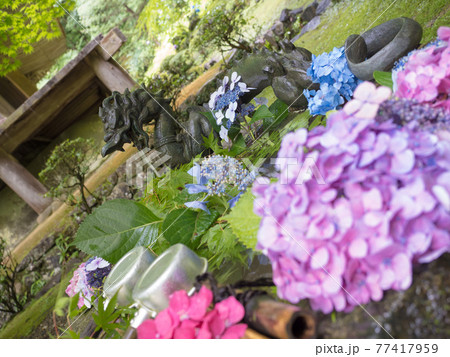 金剛輪寺　あじさい　梅雨 77417959