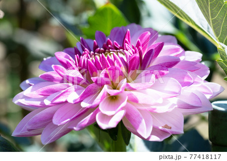 ダリアの花 ダリアの花 77418117