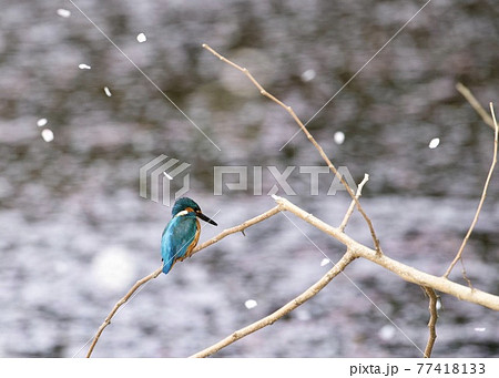 カワセミとサクラ 77418133