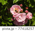 ふわふわのピンクのバラと蜂 77418257