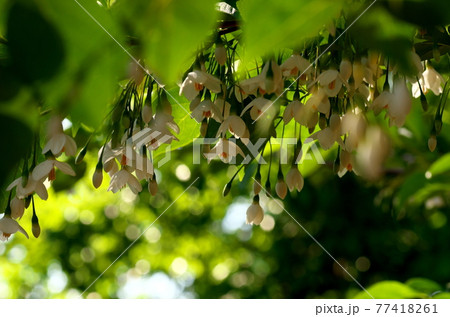 エゴノキの花 エゴノキの花 77418261