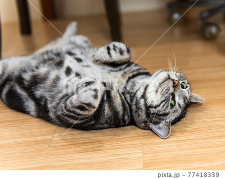 猫 動物 鍬 77418339