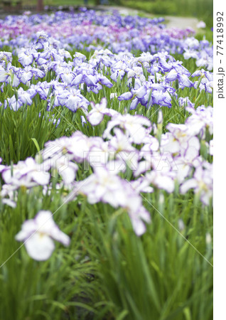 長居植物園の花菖蒲園にピンクと白色の菖蒲の花が咲いています。 長居植物園の花菖蒲園にピンクと白色の菖蒲の花が咲いています。 77418992