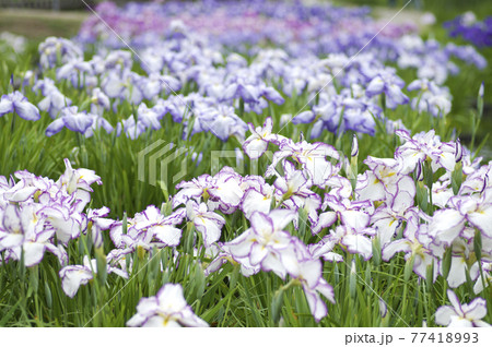 長居植物園の花菖蒲園にピンクと白色の菖蒲の花が咲いています。 長居植物園の花菖蒲園にピンクと白色の菖蒲の花が咲いています。 77418993