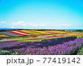 夏のブルーサルビアと花畑 77419142