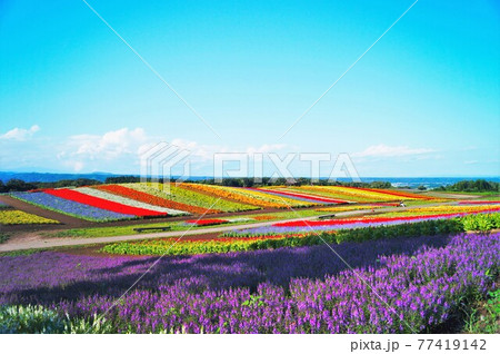 夏のブルーサルビアと花畑 77419142