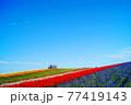 真夏の花畑と展望台 77419143