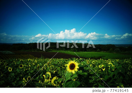 真夏の一本ひまわり 77419145