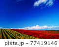 夏の赤と黄の花畑 77419146