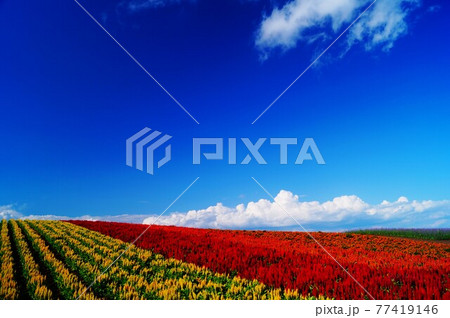 夏の赤と黄の花畑 77419146
