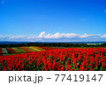 夏のサルビアと花畑 77419147