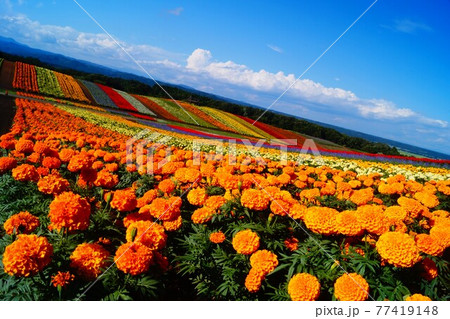 夏のマリーゴールドと花畑 77419148