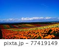 夏のしましま花畑 77419149