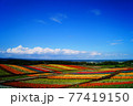 夏の広々花畑 77419150
