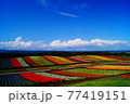夏のカラフル花畑 77419151