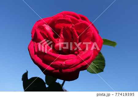 バラ 薔薇 ばら バラ 薔薇 ばら 77419395